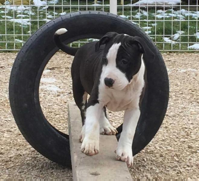 LOOBA LIKE ROYAL PEARL | American Staffordshire Terrier 