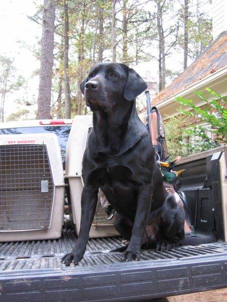 HR Yukon's Big Boss Man | BLK Labrador Retriver