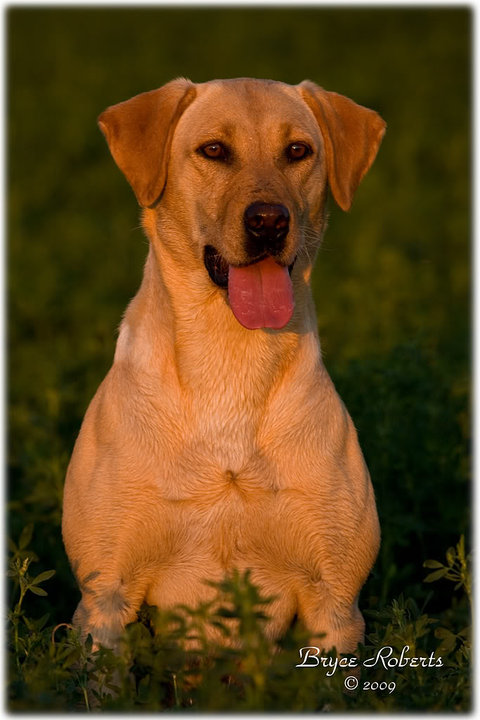 HRCH Lavender's Gettin A Tan SH | YLW Labrador Retriver