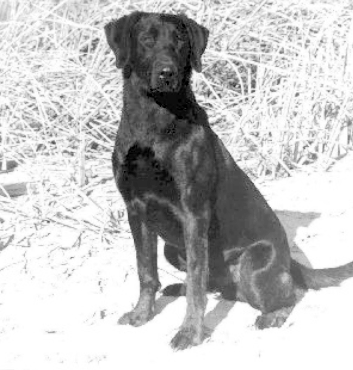 FC-AFC-CNFC Hiwood Piper Pacer's Pic  (1998 Hall of Fame) | BLK Labrador Retriver