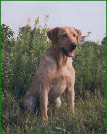 FC CFC CAFC TaylorsLab Magic Trick MH CD | YLW Labrador Retriver