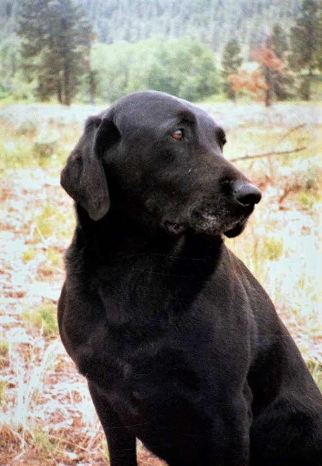 DUAL CH AFC Hiwood Shadow | BLK Labrador Retriver