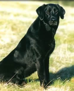 FC Fargo II | BLK Labrador Retriver