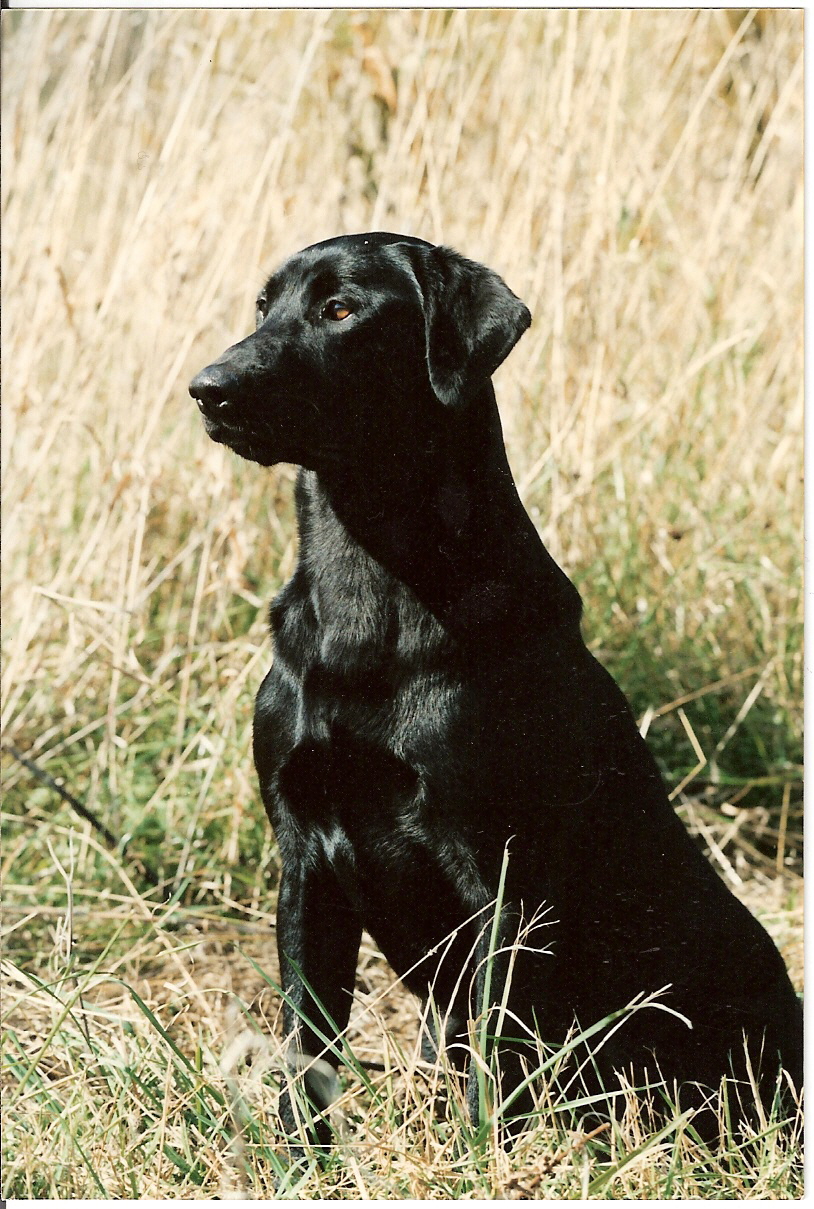 FC Running With The Devil (2001 High Pt Derby Dog) | BLK Labrador Retriver