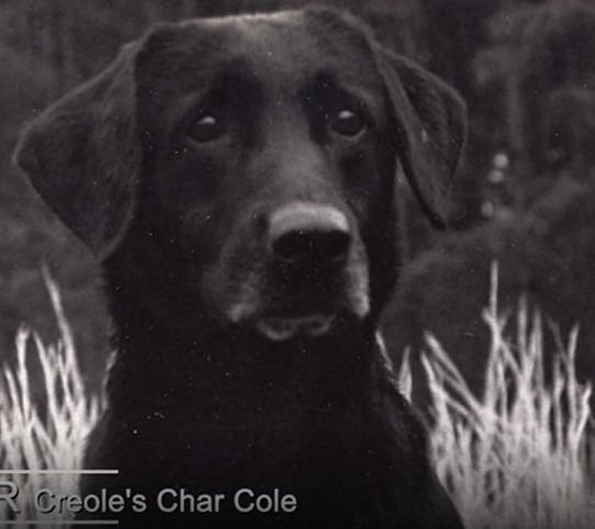 HRCH Creole's Char Cole | BLK Labrador Retriver