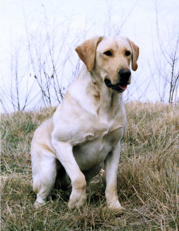 Semaphore Watermark Doubloon MH | YLW Labrador Retriver