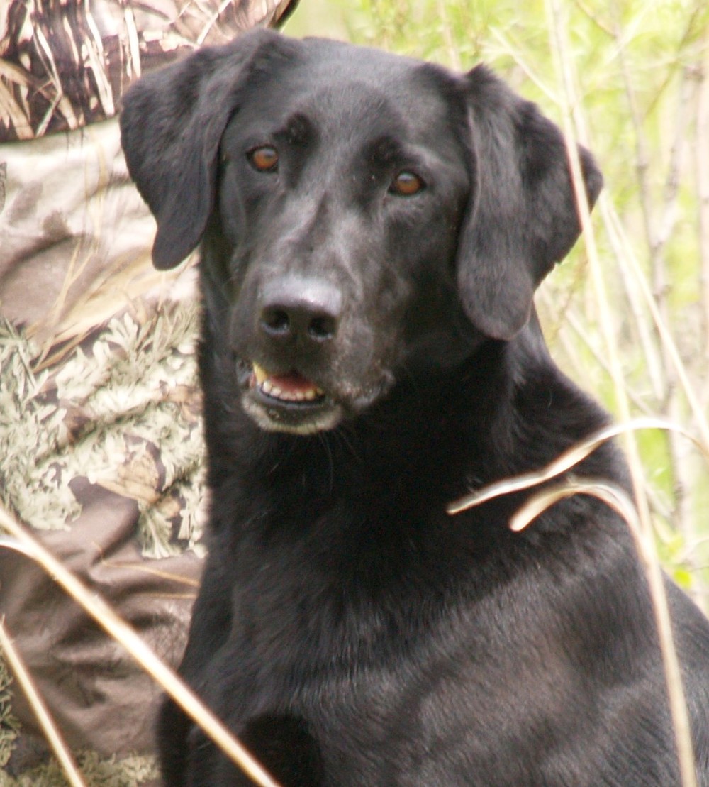 8X GRHRCH McMac Magic Eyes A'Smilin MH QAA - 2018 UKC Hall of Fame | BLK Labrador Retriver