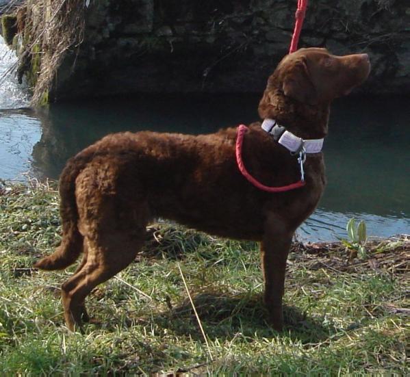 Ilona chessy z Vlcich luk | Chesapeake Bay Retriever 