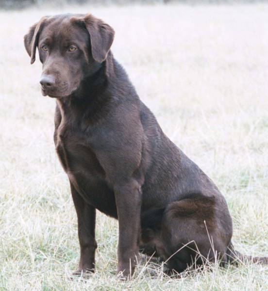 AFC Ten Bear's Road Trip MH | CHOC Labrador Retriver