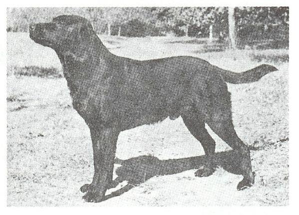 AM-CAN DUAL CH Happy Playboy (1995 Hall of Fame) | BLK Labrador Retriver