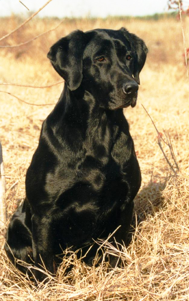 2xNAFC FC CFC CAFC Candlewood's Bit O' Bunny (2004 Hall of Fame) | BLK Labrador Retriver