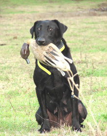 HRCH Blackwater Souie | BLK Labrador Retriver