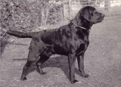 ENG CH Sandylands My Guy SH | BLK Labrador Retriver