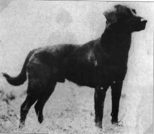 Eng Nat Ft Ch Peter of Faskally | BLK Labrador Retriver