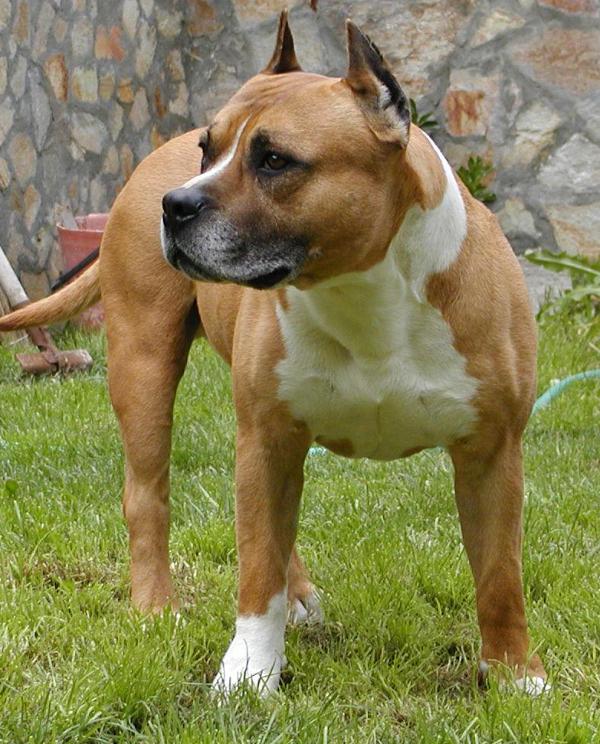 Boss z Rubaniska | American Staffordshire Terrier 