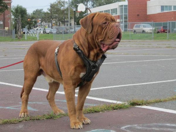 Redlegends Conan | Dogue de Bordeaux 