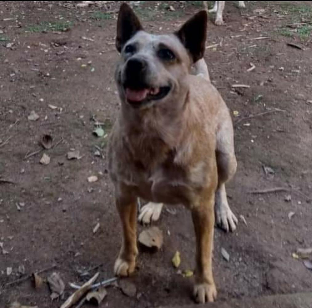 Shakira The One Farwest | Australian Cattle Dog 