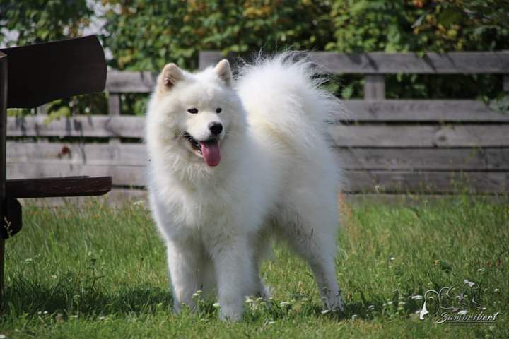 GUIDO WINKY Sambribert | Samoyed 