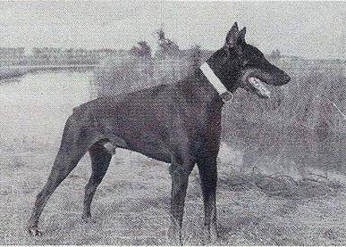 Robin v. Nassau-Oranien | Black Doberman Pinscher