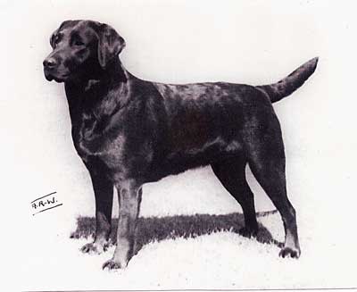 GB CH Sandylands Truth | BLK Labrador Retriver