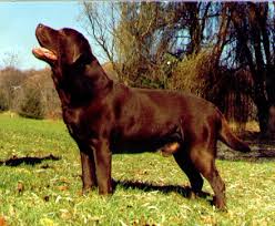 CH Charway John Brown | CHOC Labrador Retriver