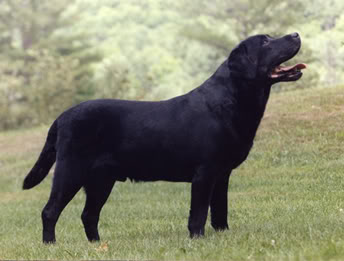 AM CAN CH ENG SH CH Lindall Mastercraft | BLK Labrador Retriver