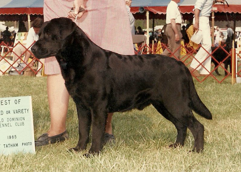 CH Marshland Blitz | BLK Labrador Retriver