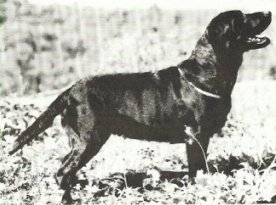 CH Moorwood Jewell | BLK Labrador Retriver