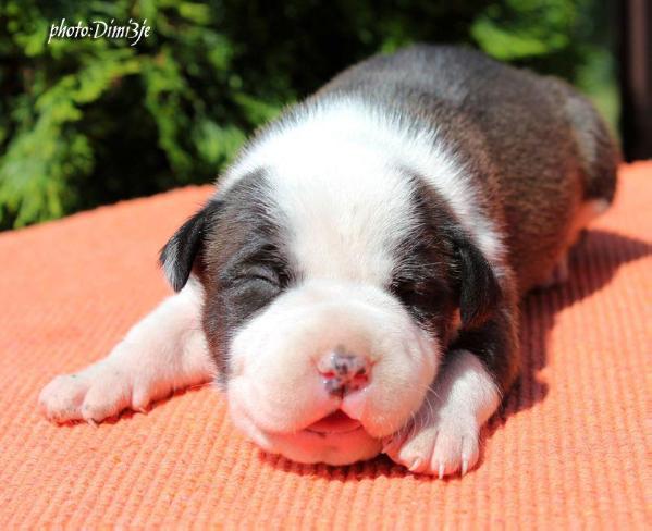 Hiroshima Cosa Nostra Impero | American Staffordshire Terrier 