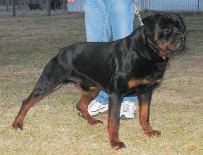 Konnenstoltz Jagger | Rottweiler 