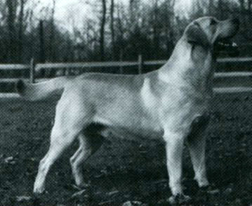 CH Boradors The Goblin | YLW Labrador Retriver