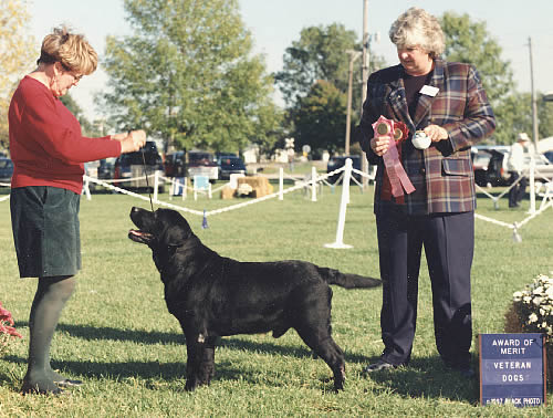 Banner's Wenwood Obleo Arrow WC WCX | BLK Labrador Retriver