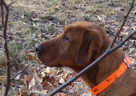 RIVER CREEKS FOXY PAIGE | YLW Labrador Retriver