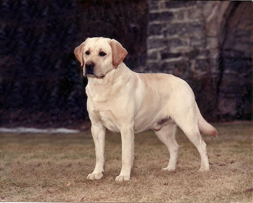 ENG AM CH Receiver Of Cranspire | YLW Labrador Retriver