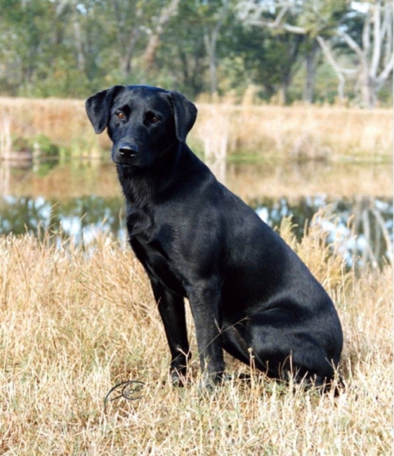 FC AFC Windy City's Secret Signal | BLK Labrador Retriver