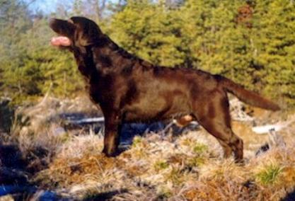 BOSS CH Borador Willcare Master Copy CD JH WC | CHOC Labrador Retriver