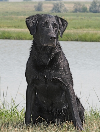 FC AFC Tartan Prime Time | BLK Labrador Retriver