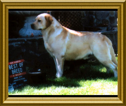 CH Cherry Oaks Dillon Sundance | YLW Labrador Retriver