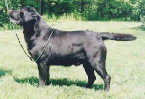 BISS CH Tabatha's Drifter At Dickendall JH | BLK Labrador Retriver