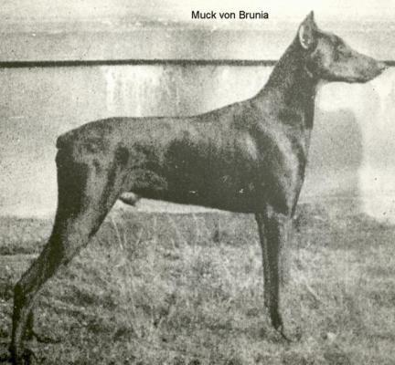 Muck v. Brunia | Black Doberman Pinscher