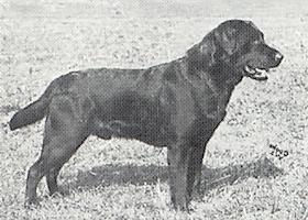 GB CH Ruler of Blaircourt | BLK Labrador Retriver