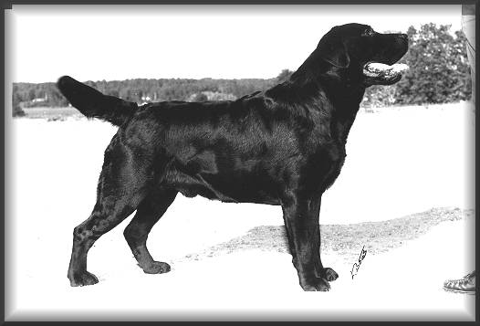 FIN/NOR CH. Guideline's Copyright | BLK Labrador Retriver