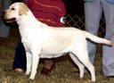 CH Muskelunge's Champagne Lady | YLW Labrador Retriver