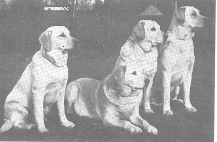 CH Rookwood Petergold (Far right in photo) | YLW Labrador Retriver