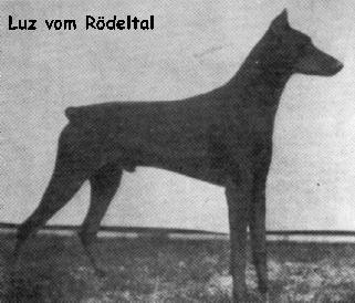 Luz v. Rödeltal | Black Doberman Pinscher