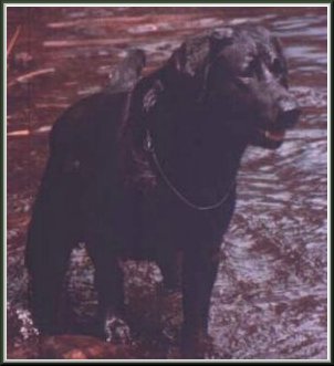 CH Beechcrofts Dover | BLK Labrador Retriver