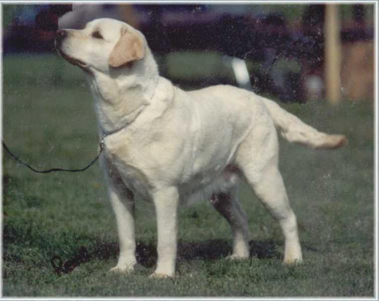 CH Tabatha's Valleywood Decoy WC | YLW Labrador Retriver