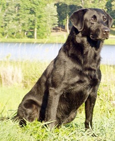 FC AFC Close-Hauled To Windward | BLK Labrador Retriver