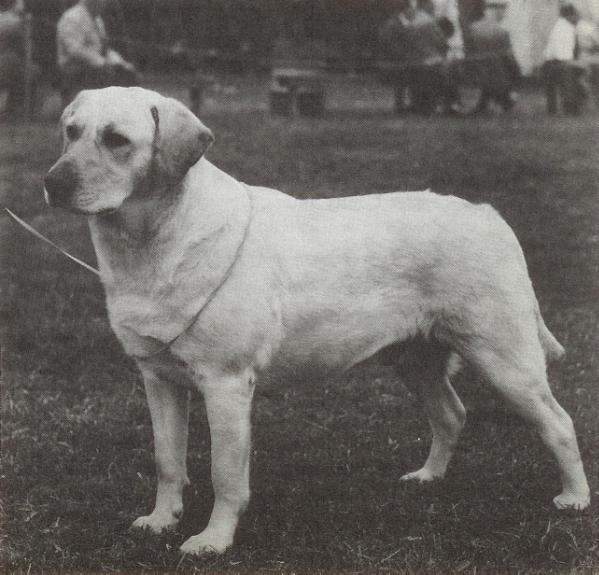 CH Rookwood Silver Dew | YLW Labrador Retriver