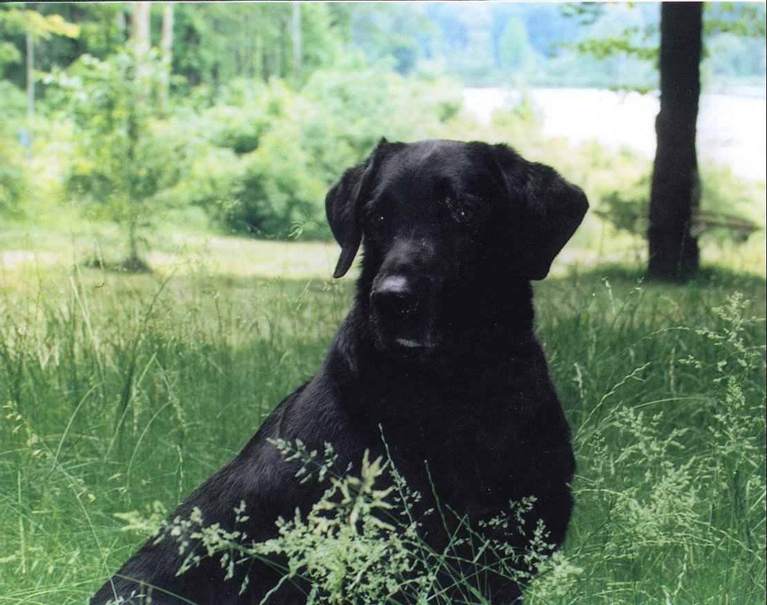 Abercrombie And Fitch MH | BLK Labrador Retriver